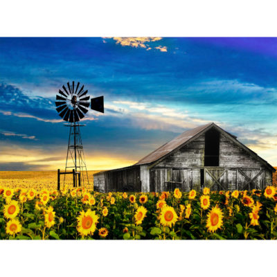 sunflower fields in Clarens with old barn and windmill