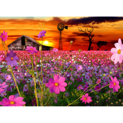 1500pc puzzle of sunset in with Cosmos, a windmill and barn