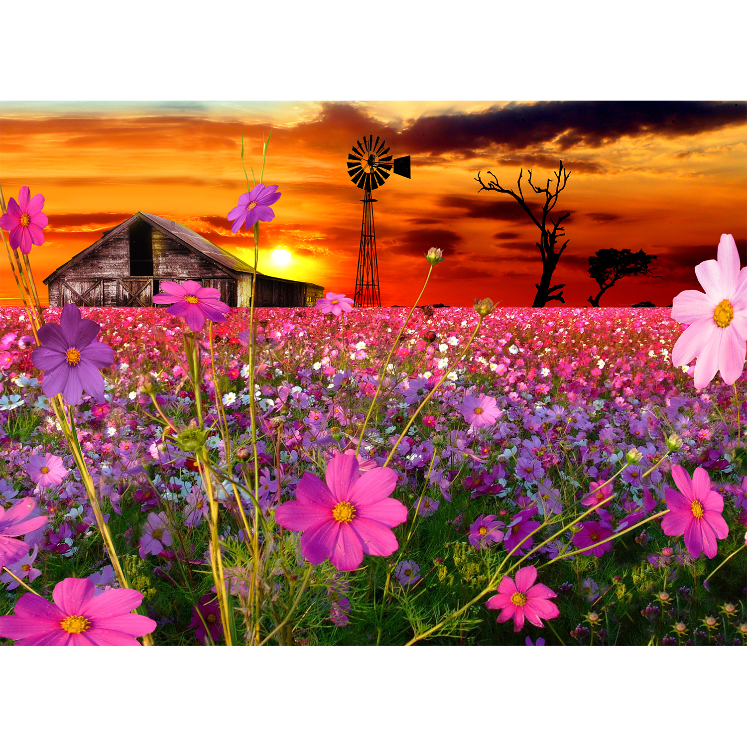 sunset in with Cosmos, a windmill and barn