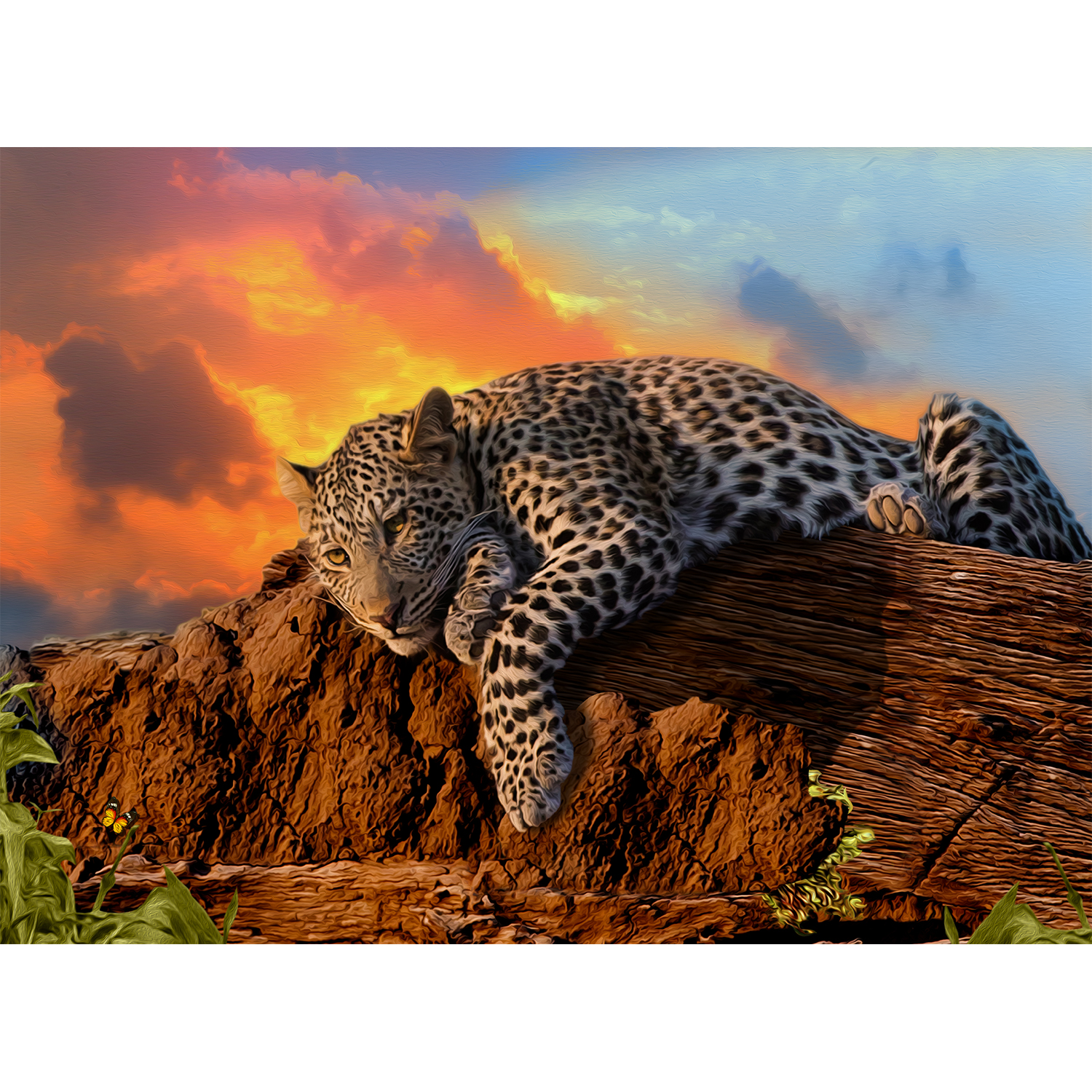 lazy leopard at sunset